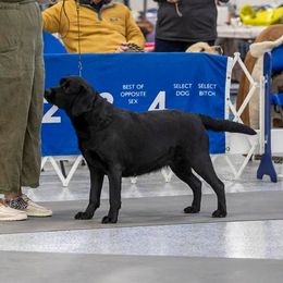 Pepper - Labrador Retriever