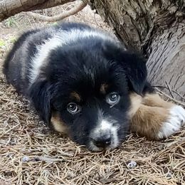 Gator - Black tri-color male Australian Shepherd puppy in Hugo, Colorado from Frying Pan Ranch Australian Shepherds