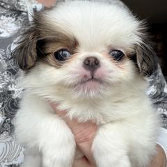 Red Girl - Red and white female Japanese Chin puppy in Little Rock, Arkansas from Montra Japanese Chin & Cavalier King Charles Spaniels