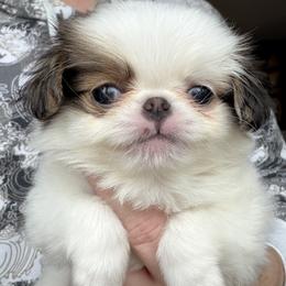 Red Girl - Red and white female Japanese Chin puppy in Little Rock, Arkansas from Montra Japanese Chin & Cavalier King Charles Spaniels