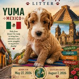 Yellow collar - Yuma (Mexico) - Apricot male Goldendoodle puppy in West Sacramento, California from Pomegranate Doodles