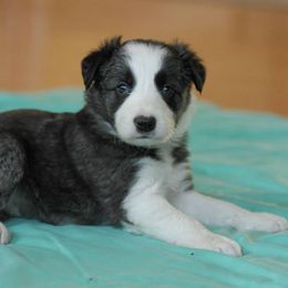 Border Collie Puppies from Midnight Border Collies