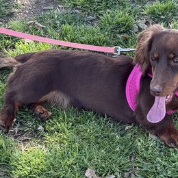 Dachshunds from Danny Sanchez