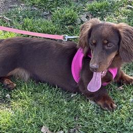 Dachshunds from Danny Sanchez