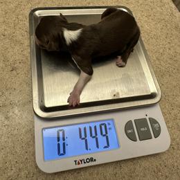 RTF - Red tri female Miniature Australian Shepherd puppy in Ferndale, Montana from Beartooth Mountain Minis