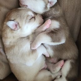Labrador Retriever and Siberian Husky Puppies from Thornbury Kennel