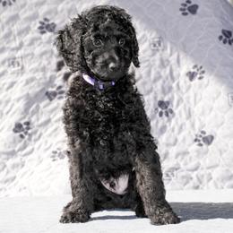 Goldendoodle Puppies from New Caney Doodles