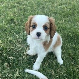 Fred - Blenheim male Cavalier King Charles Spaniel puppy in Eastvale, California from Furever After Cavaliers