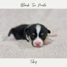Toby - Black and tan male Pembroke Welsh Corgi puppy in Onalaska, Washington from Shoestring Valley Corgis