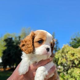 AKC Betty - Blenheim female Cavalier King Charles Spaniel puppy in Bonney Lake, Washington from House of Happy Cavaliers