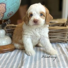 Blueberry - Caramel male Australian Labradoodle puppy in Nashville, Tennessee from SF Australian Labradoodles