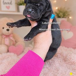 Majestic (brindle point) - Black female Great Dane puppy in Port Clinton, Ohio from LakeSide Danes