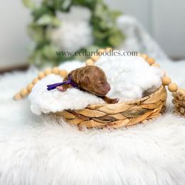 Purple female - Red  female Goldendoodle puppy in Cedar City, Utah from Cedar Doodles- Home of the Teddybear Goldendoodle