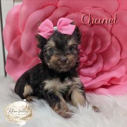 Chanel - Chocolate and tan female Yorkshire Terrier puppy in Austin, Texas from Rhine Valley Yorkies