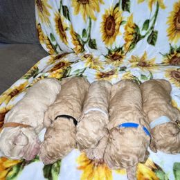Goldendoodle and Labradoodle Puppies from Jessica Henry
