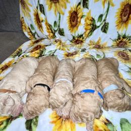 Goldendoodle and Labradoodle Puppies from Jessica Henry