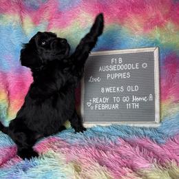 Purple collar - Black and white female Aussiedoodle puppy in Mount Ulla, North Carolina from Girls of anarchy farm
