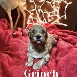 Grinch - Red  Goldendoodle puppy in Rushmore, Minnesota from Country Side doodles and poodles
