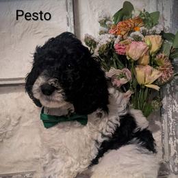 Pesto - Black and white male Sheepadoodle puppy in Berwick, Pennsylvania from Wright’s Wiggle Butts