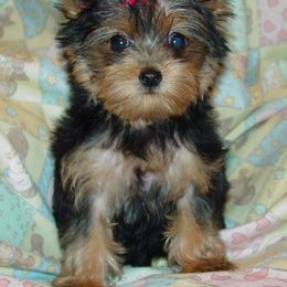 Pleasant Ridge Yorkshire Terriers & Maltese breeder of 