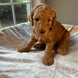 Little Ricky - Apricot male Goldendoodle puppy in Clarksville, Tennessee from Golden Pine Designer Doodles