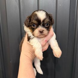 Horatio - Liver and white male Shih Tzu puppy in Stroud, Oklahoma from Laik’s Little Shihtz & Poms