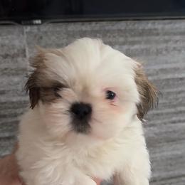 Lilo - Cream and white female Shih Tzu puppy in Azusa, California from RJ Shih Tzu lover