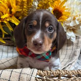 Fenway - Piebald male Dachshund puppy in Fayetteville, West Virginia from Loop Creek Dachshunds