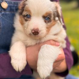 Daisy - Red merle female Miniature Australian Shepherd puppy in Athol, Idaho from Northern Aussies