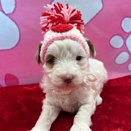 Ruthie - Parti female Goldendoodle puppy in Boaz, Alabama from Doodles All Day
