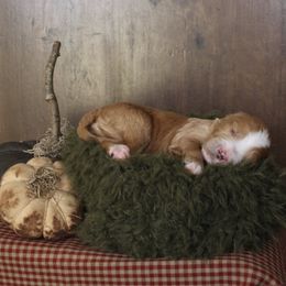 Shaggy - Red  male Goldendoodle puppy in Warsaw, Ohio from Lovabledoodles