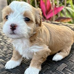 Havanese from Pixie Dust Havanese