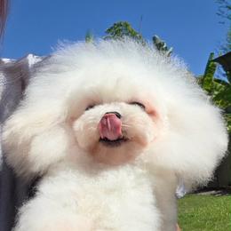 Lilya - White female Maltipoo puppy in San Diego, Temecula, Ontario, California from Yorkie & Maltese Royalty