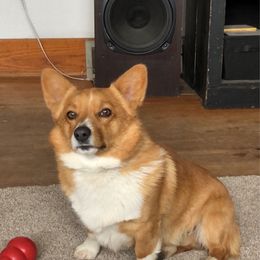 Copper - Pembroke Welsh Corgi