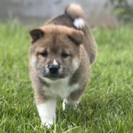 Shiba Inu from Julie's Shibas