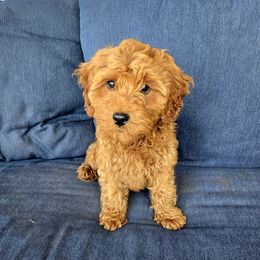 Pearl - Red  female Goldendoodle puppy in Mohnton, Pennsylvania from Stony Meadow Puppies