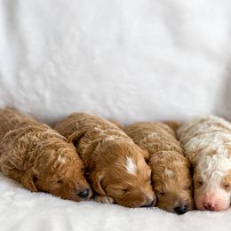 Goldendoodle Puppies from ZaraDoodles