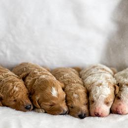 Goldendoodle Puppies from ZaraDoodles