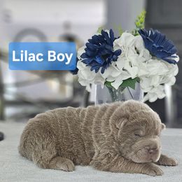 Lilac Boy 2 - Lilac dilute male Chinese Shar-Pei puppy in Blossvale, New York from CNY Shar Peis