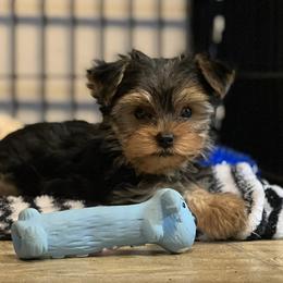 Yorkshire Terriers from Charitabee’s Yorkies