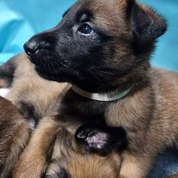 Belgian Malinois and German Shepherd Puppies from Madhouse’s Belgian Malinois and German Shepherds