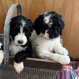 Sheepadoodles from Hicklin Hollow Ranch