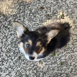 Pembroke Welsh Corgi Puppies from Campbell Ranch Corgis