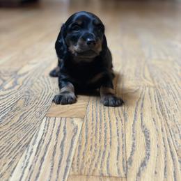 Dachshund Puppies from Devoted Doxies - DLL