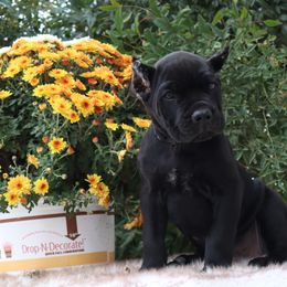 Dark green collar - Black male Cane Corso puppy in Caliente, California from Rafter Cross 7