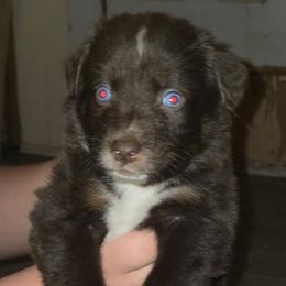 Gingerbread - Red tri-color male Australian Shepherd puppy in Washington from Arbor hill Australian Shepherds