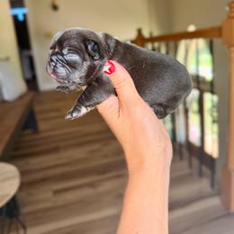 Maple - Liver female French Bulldog puppy in Upper Sandusky, Ohio from Rock Run Homestead
