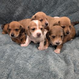 Dachshund Puppies from Ferrario Dachshunds