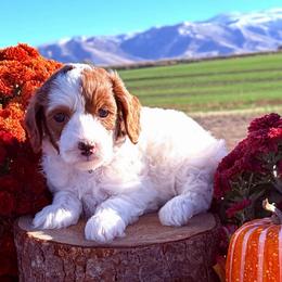 Toby Kieth - Parti male Goldendoodle puppy in Burley, Idaho from Gold Country mini doodles