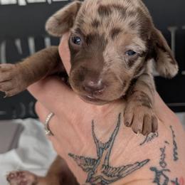 Jenna - Dapple female Dachshund puppy in Barnard, Missouri from KB Doxies